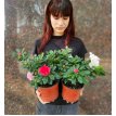 Azalea Doble M14