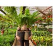 Blechnum Silver Lady 10LT