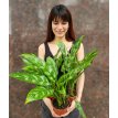 Aglaonema Maria M12