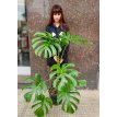 Philodendro Monstera 8 L / 10 L