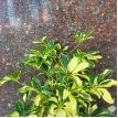 Aralia Schefflera Trinette 3LT