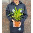 Croton  Fideo Cinta M12