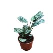 Maranta Puertorriqueña M13