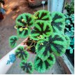 Begonia Cruz de Hierro M15