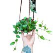 Hoya Krohniana