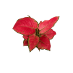 Aglaonema Red Joy