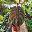 Alocasia Cuprea Red Secret