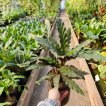 Calathea Rufibarba 3LT