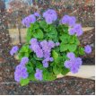 Ageratum