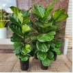 Pandurata Lyrata 7LT
