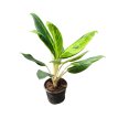Aglaonema King Of Siam M15 (termoformada)