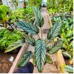 Calathea Sanderiana M14 (Mil Rayas)