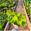 Peperomia Lemons M12