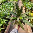 Calathea Rufibarba 3LT