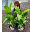 Spathiphyllum M15