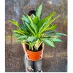 Aglaonema Bahia Plateada M24
