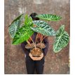 Alocasia pink dragon