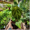 Anthurium crystallinum
