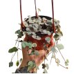Ceropegia Variegada