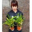 Croton  Fideo Cinta M12