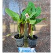 Anthurium Oxycarpus 