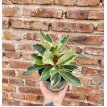 Peperomia Tricolor