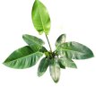 Philodendron Imperial Green 3LT