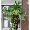 Philodendron Wambe 10LT