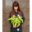 Dracaena Lemon Surprise M12