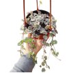 Ceropegia Variegada