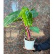 Alocasia Imperial Red