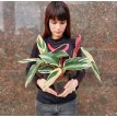 Calathea Triostar M12