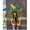 Alocasia Zebrina M18