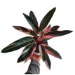 calathea triostar m 15