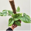 Philodendron mamei m12 c/tutor