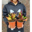 Croton Tirabuzon Codiaeum M12