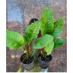 Anthurium Oxycarpus 