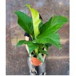 Spathiphyllum New Sensacion M18