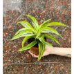 Dracaena Lemon Surprise M12