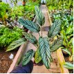 Calathea Sanderiana M14 (Mil Rayas)