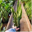 Sansevieria Laurentii 3LT