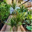 Dracena Marginata 10LT (Ramificada)