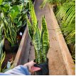 Sansevieria Laurentii 3LT