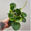 Peperomia Verde