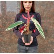 Calathea Triostar M12