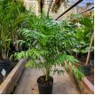 Chamaedorea 8LT