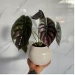 Maceta esfera +alocasia cuprea