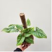 Philodendron mamei m12 c/tutor