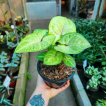 Syngonium Mango