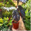 Alocasia Cuprea Red Secret